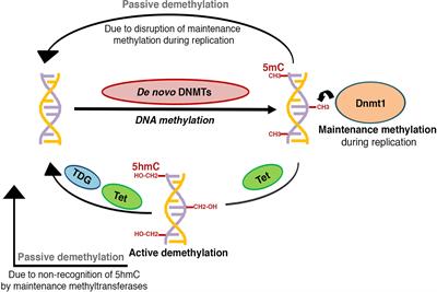 DNA Methylation Patterning and the Regulation of Beta Cell Homeostasis